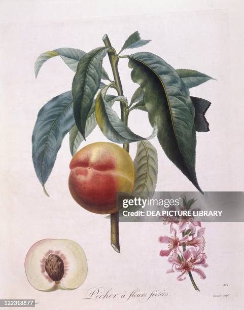 Botany - Rosaceae - Peach . Henry Louis Duhamel du Monceau, botanical plate by Pierre Antoine Poiteau.