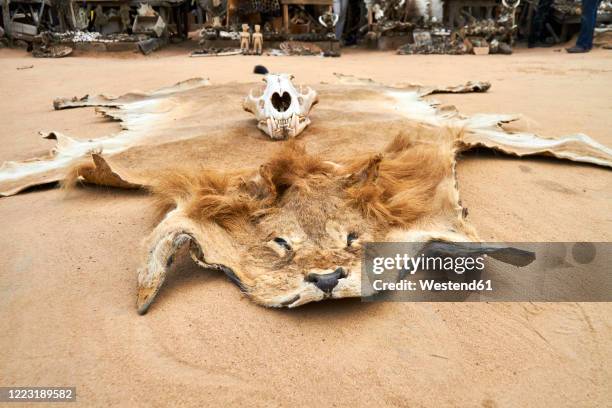 togo, lome, lion hide lying on sand - hunting trophy bildbanksfoton och bilder