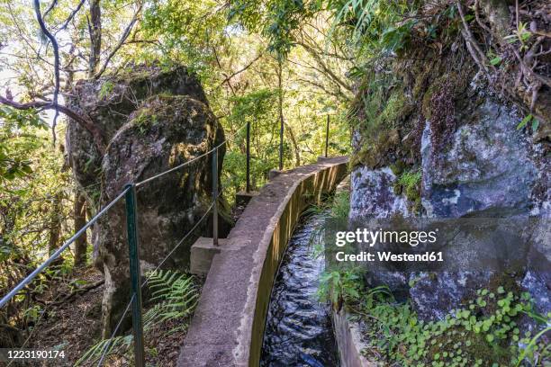 portugal, madeira, ribeiro frio, levada do furado in madeira natural park - naturpark stock-fotos und bilder