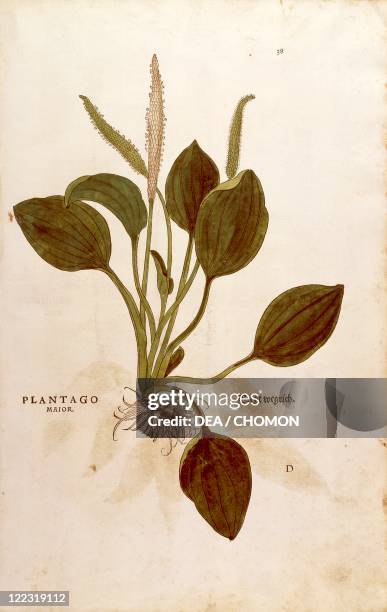 Herbal, 16th century. Leonhart Fuchs , De historia stirpium commentarii insignes , 1542. Plate: Plantain . Colored engraving.