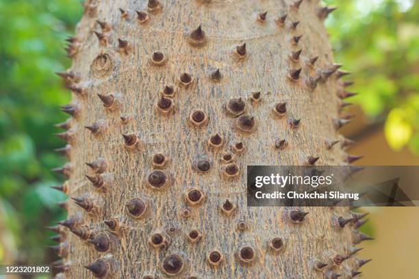 thorny tree trunk, - hura crepitans stock pictures, royalty-free photos & images