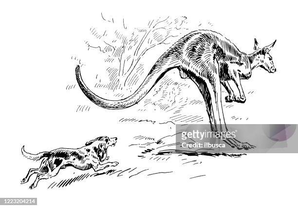 antike illustration von sport- und freizeitaktivitäten: kängurujagd - hunt dog painting stock-grafiken, -clipart, -cartoons und -symbole