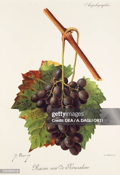 Pierre Viala , Victor Vermorel , Traite General de Viticulture. Ampelographie, 1901-1910. Tome IV, plate: Raisin Noir de Jerusalem grape....