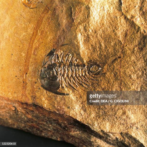 Fossils - Protostomia - Arthropoda - Trilobites - Zacanthoides typicalis - Cambrian.
