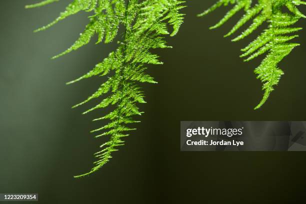 close-up of asparagus setaceus - asparagus des fleuristes photos et images de collection