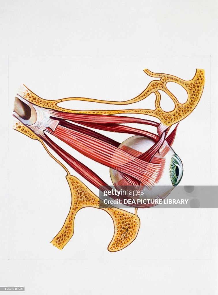Medicine - Anatomy - Visual system - Eye - Extrinsic muscles of... News ...