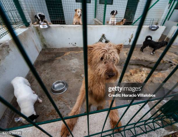 Dogs awaiting adoption are seen in the municipal animal shelter during the COVID-19 Coronavirus pandemic on May 06, 2020 in Cascais, Portugal....