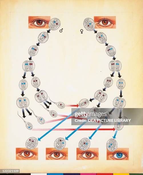 Genescience Drawing Dna Scientific Drawing Photos and Premium High Res Pictures - Getty Images
