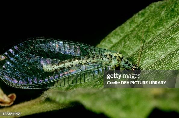 Perla Insect Zoology - Insects - Odonates - Chrysopa perla. News Photo - Getty Images