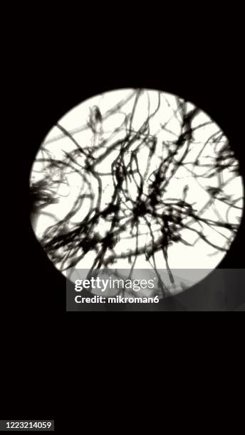 Background Microscope Color Microscope Color Background Photos and Premium High Res Pictures ...