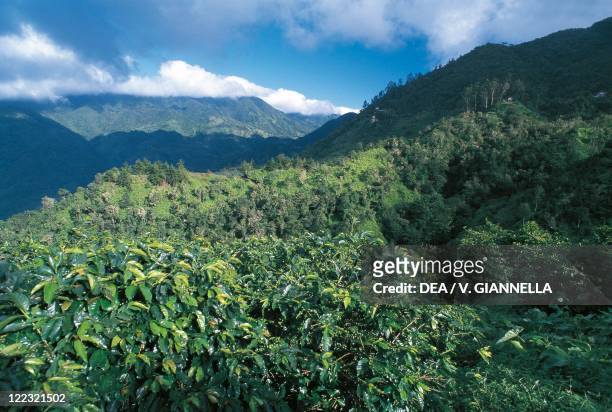 Jamaica - Blue Mountains - Coffee growing.