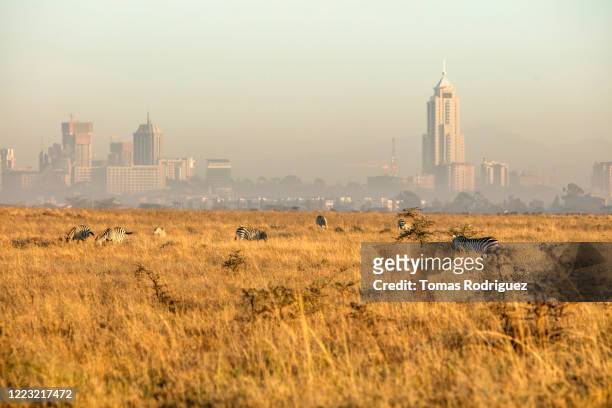 zebras in savannah landscape with nairobi skyline, nairobi national park, kenya - nairobi stockfoto's en -beelden