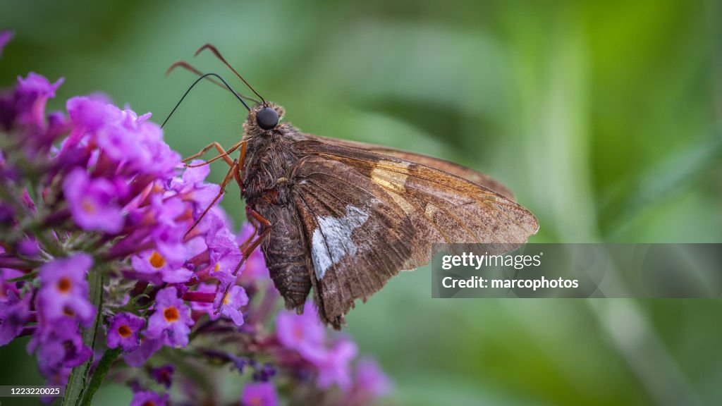 Silver-spotted hesperia (Epargyreus clarus clarus).