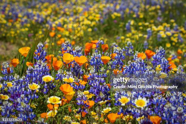 wildflowers - northern-california-wildflowers stock pictures, royalty-free photos & images