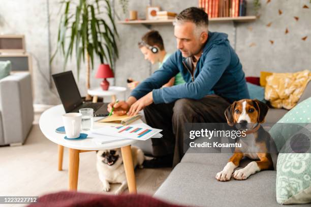 curious beagle puppy makes company to his owner while he working from home during home isolation - beagle stock pictures, royalty-free photos & images