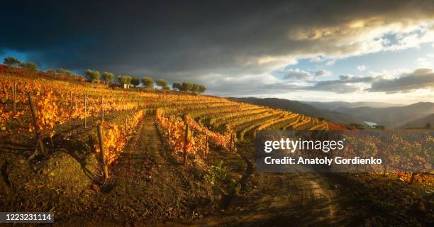 colorful terraces and lines vineyard in douro valley with dramatic sky autumn morning. picturesque autumn landscape with vineyards and a house on the hills of the douro river valley. portugal - portugal vineyard stock pictures, royalty-free photos & images