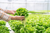 Organic vegetables that are harvested from hydroponic farms.