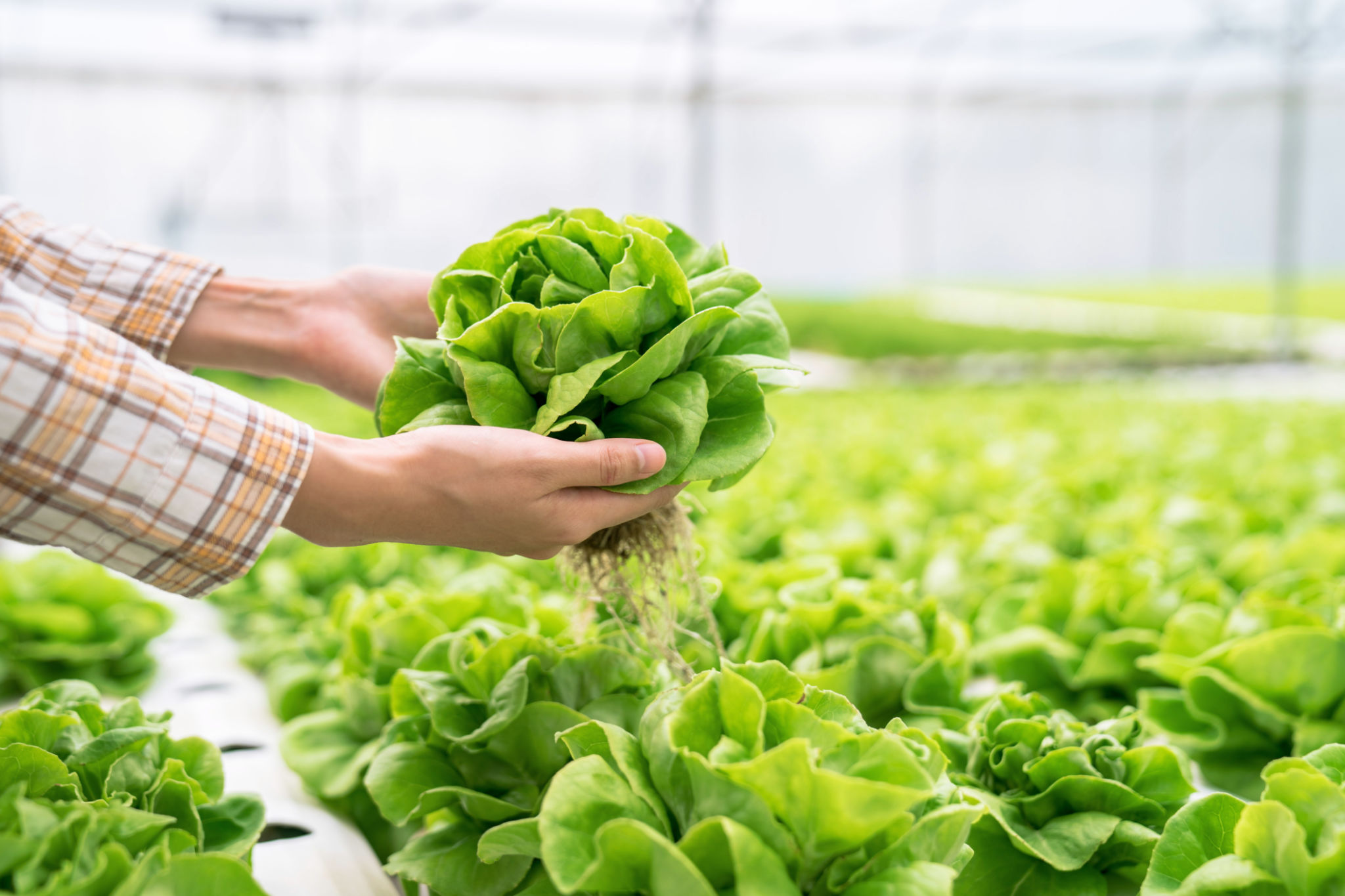 hydroponic farm