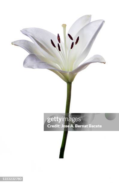 close up of  white flower on the nature on a white background. - almond blossom stock-fotos und bilder