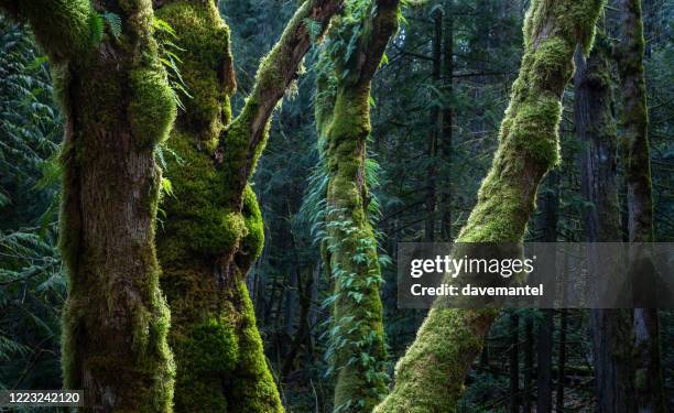 vancouver island old growth forest - vancouver island stock-fotos und bilder