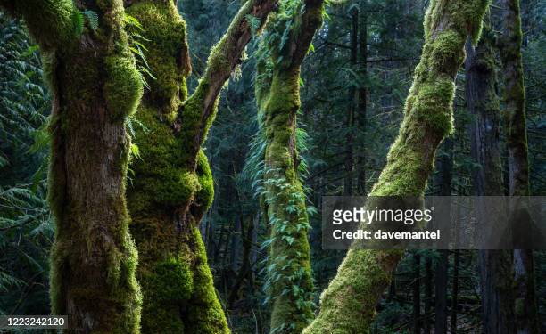bosque de crecimiento antiguo de la isla de vancouver - vancouver island fotografías e imágenes de stock
