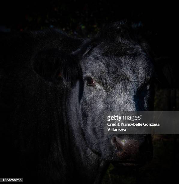 a close up shot of a single black angus cow - cow head stock pictures, royalty-free photos & images