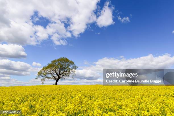 Rapre Tree 7,471 Rape Trees Stock Photos, High-Res Pictures, and Images - Getty Images