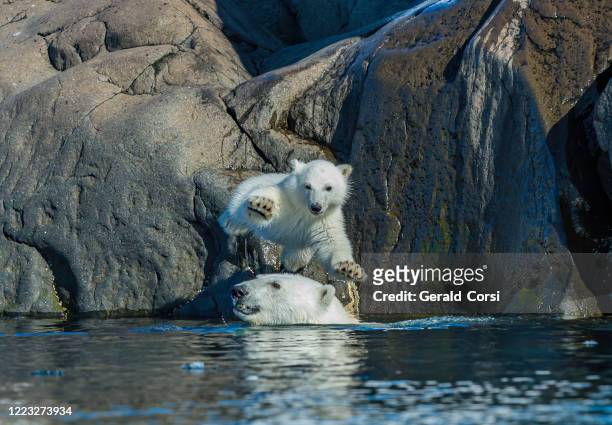 ijsbeer en kleine welp (ursus maritimus) op een rotsachtig eiland spitsbergen island in svalbard. - beer summer stockfoto's en -beelden