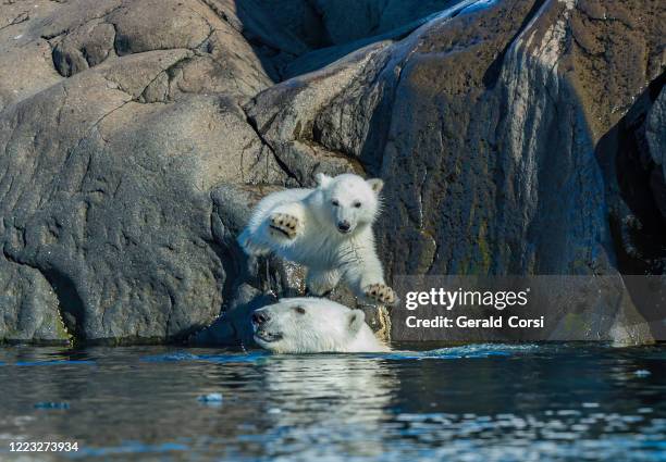 polar bear and small cub (ursus maritimus) on a rocky island of spitsbergen island in svalbard. - svalbard islands stock pictures, royalty-free photos & images