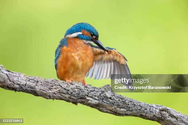 kingfisher - kingfisher stock-fotos und bilder