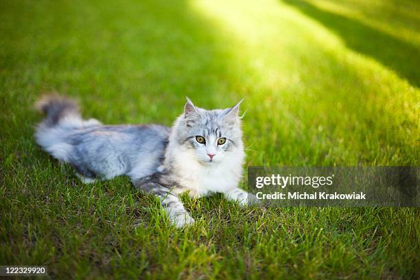 junge maine-coon-katze auch in grass - maine coon cat stock-fotos und bilder