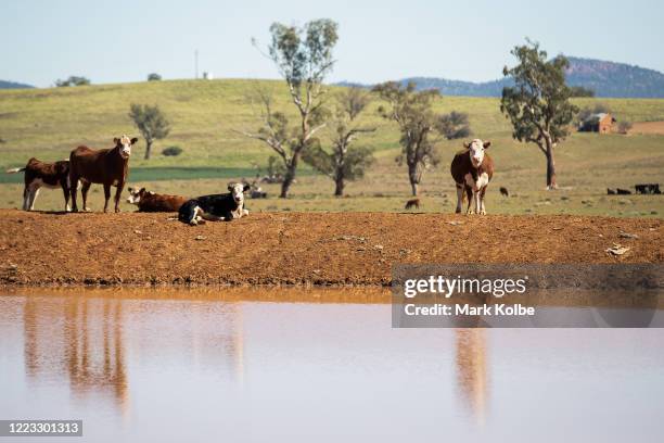 Cattle stand on the bank of a farm dam on a property between Tamworth and Gunnedah in north west New South Wales on May 04, 2020 in Gunnedah,...