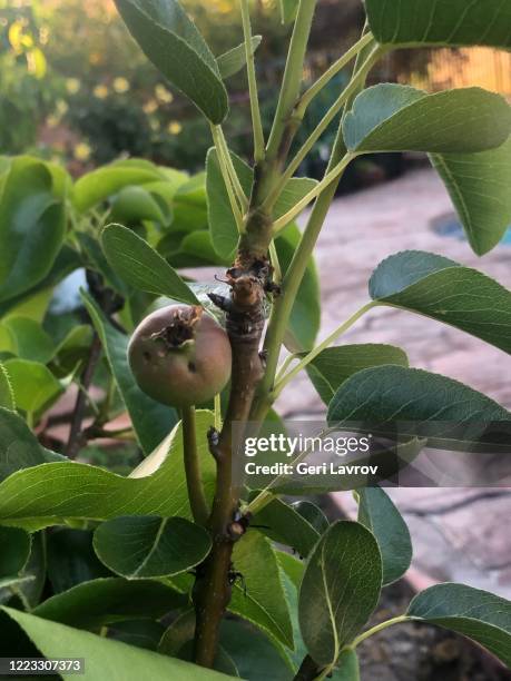 asian pears - aziatische peer stockfoto's en -beelden