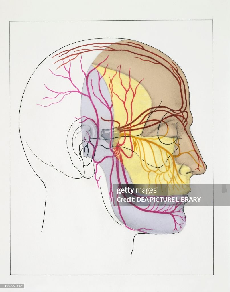 Trigeminal neuralgia, drawing