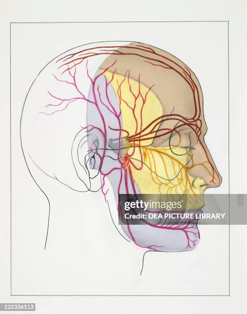 Medicine - Anatomy - Trigeminal neuralgia. Drawing.
