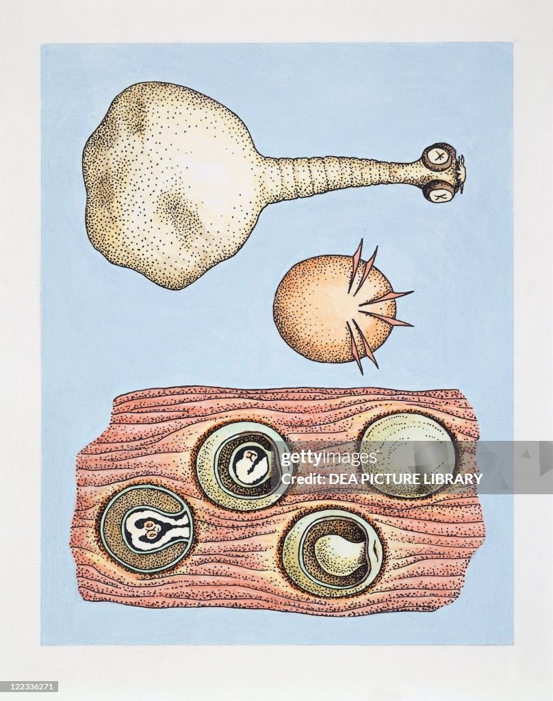 Pork tapeworm (Taenia solium), drawing