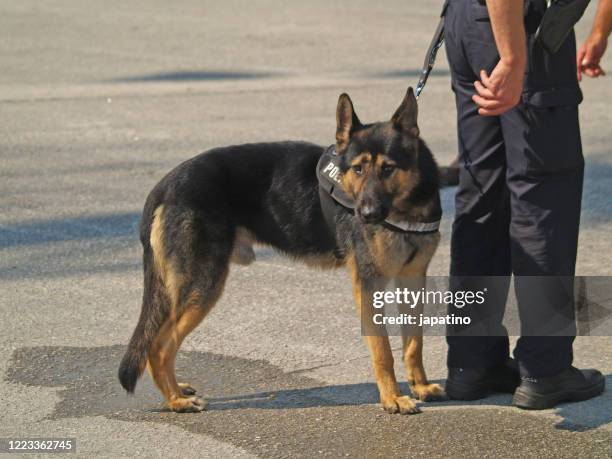 dog police - cão pastor alemão imagens e fotografias de stock