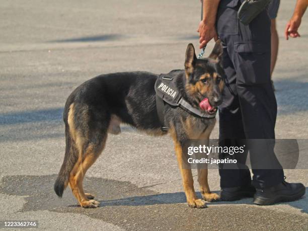 dog police - police dog stock-fotos und bilder