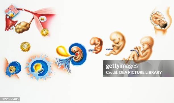 Human Life Process System 1,135 Stages Of Human Life Cycle Stock Photos, High-Res Pictures, and ...