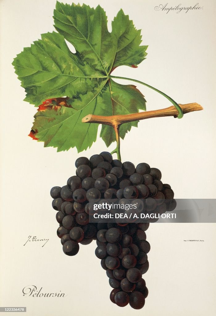 Peloursin grape, illustration by J. Troncy