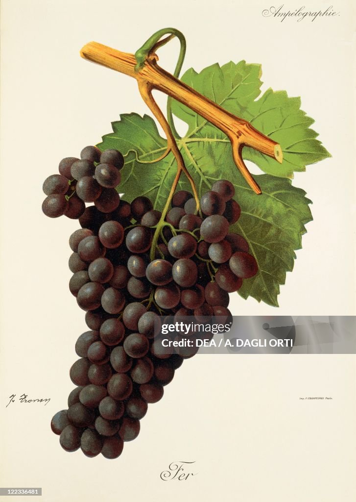 Fer grape, illustration by J. Troncy