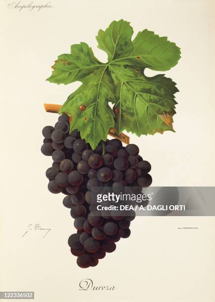 Pierre Viala , Victor Vermorel , Traite General de Viticulture. Ampelographie, 1901-1910. Tome VI, plate: Dureza grape. Illustration by J. Troncy.