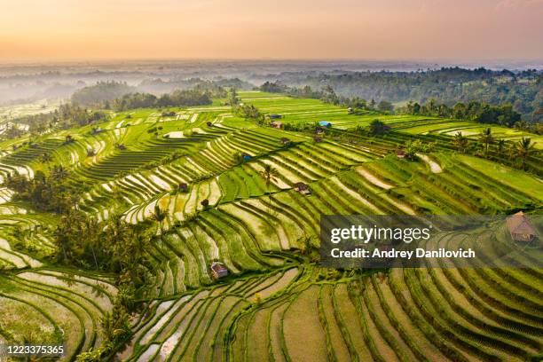 sunrise over jatiluwih rice terraces, bali - jatiluwih rice terraces stock pictures, royalty-free photos & images