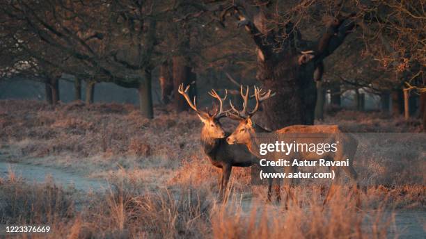 two deers in richmond park - richmond upon thames stockfoto's en -beelden