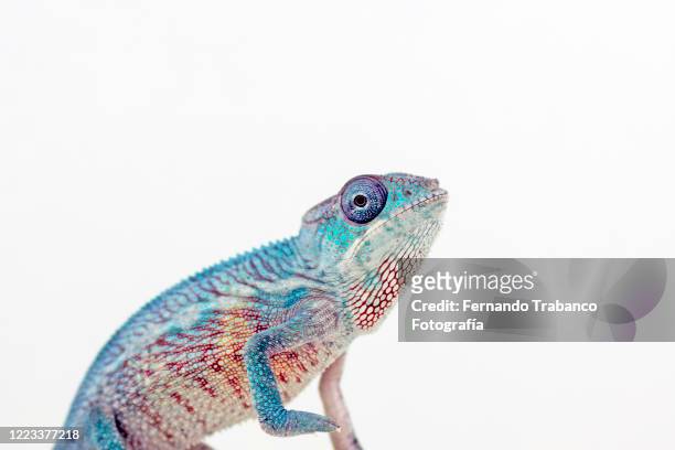 chameleon - chameleon white background stock pictures, royalty-free photos & images