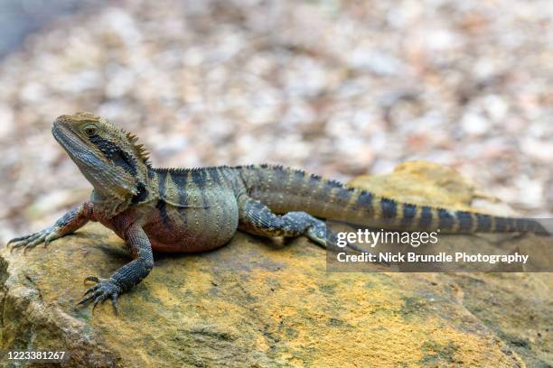 eastern water dragon, new south wales, australia - monitor lizard stock pictures, royalty-free photos & images