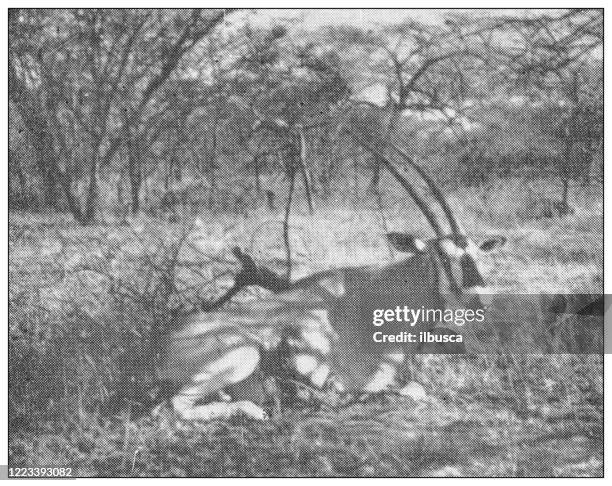 antique black and white photograph of sport, athletes and leisure activities in the 19th century: big game hunting in africa, wounded oryx - wounded stock illustrations