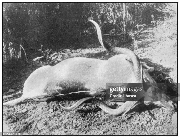 antique black and white photograph of sport, athletes and leisure activities in the 19th century: big game hunting in africa, dead kudu - kudu stock illustrations