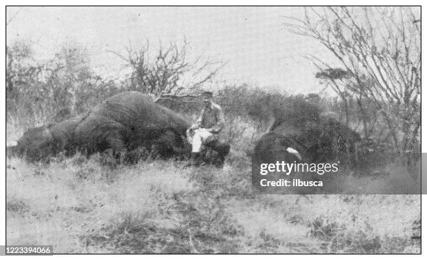 antique black and white photograph of sport, athletes and leisure activities in the 19th century: big game hunting in africa, two elephants - animals hunting stock illustrations