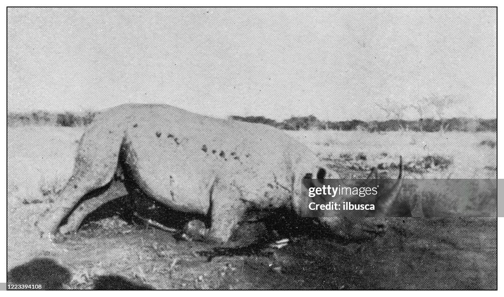 Antique black and white photograph of sport, athletes and leisure activities in the 19th century: Big game hunting in Africa, Rhinoceros